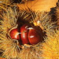 Festa d'Autunno Abbadia San Salvatore 6-7-8 e 13-14-15 Ottobre 2017